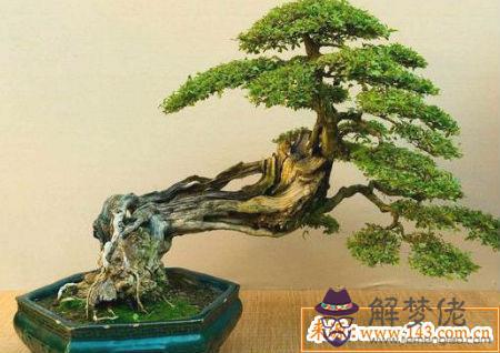 客廳種什麽植物風水好 第3张
