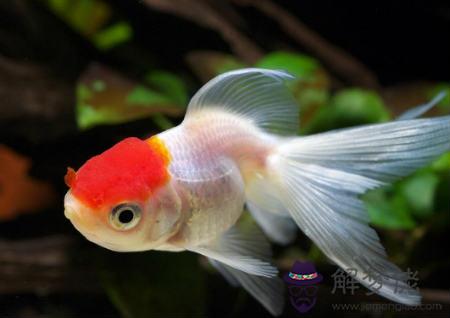 家中養什麽風水魚好 第3张