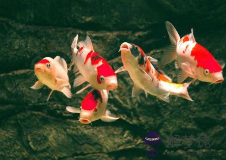 家中養什麽風水魚好 第2张