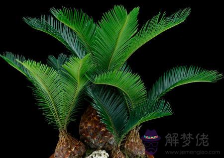 家中養鐵樹風水 第2张