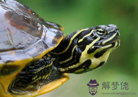 家里養烏龜風水好不好 第1张