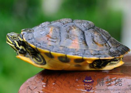 家里養烏龜風水好不好 第2张