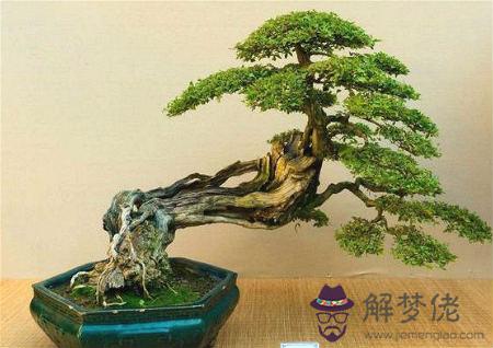 風水化煞植物有哪些 第2张