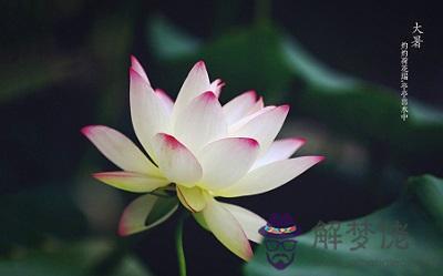 屬狗人出生于大暑節氣之時命好不好？ 第2张