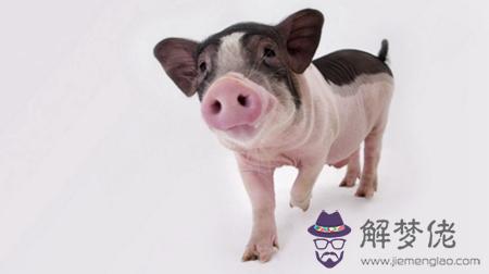 屬豬的人2019年離過年的時間里健康運怎麽樣？ 第1张