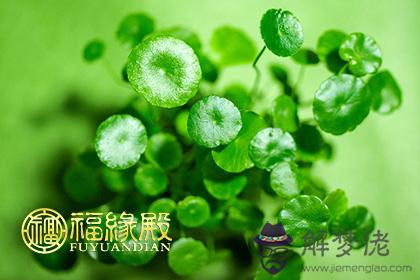 十二生肖誰活得最好、最瀟灑 第1张