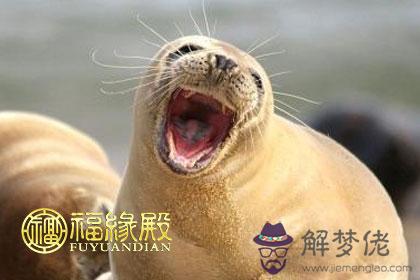 天生樂觀最愛笑的幾大生肖 第1张