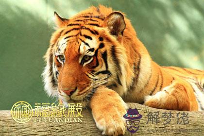 各年份出生的屬虎人的命運 第1张