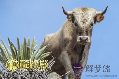 有關牛的圖片 生肖牛圖片高清霸氣 第5张