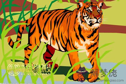 屬虎的猴年運程如何 第1张