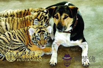屬狗女和屬虎男配不配 第1张