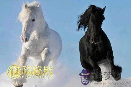 屬馬的配什麽屬相最好 第1张