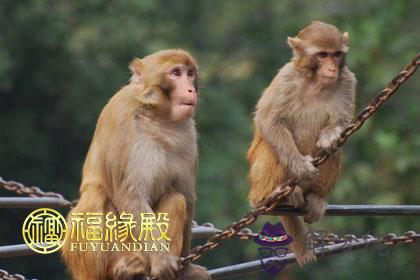 屬猴女和屬龍男相配嗎 第1张