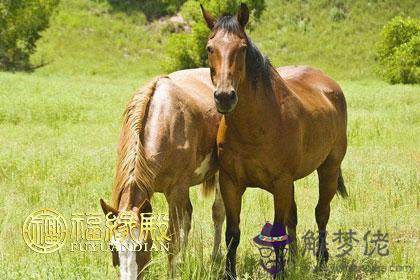 屬馬配屬馬好不好 第1张
