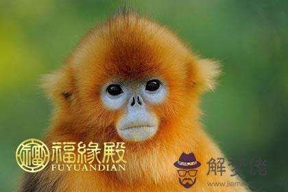 這些生肖女最能把握男人心 第1张