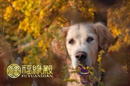 對愛人特別忠貞的生肖男 第1张
