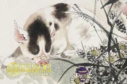 長期睡眠不足的幾大生肖 第1张