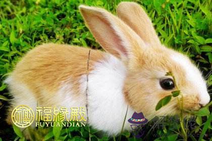 一生富貴有余的幾大生肖 第1张