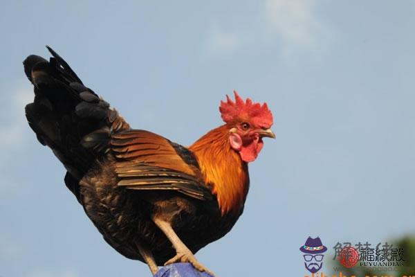 鄭博士：每周運勢（4月16日—4月22日） 第1张