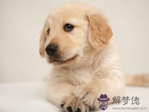 2017年屬狗的幾月出生最好 第1张