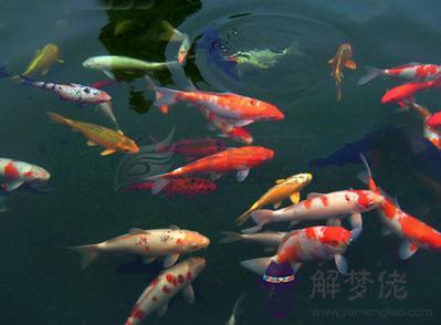 巳蛇所屬的風水魚 第1张