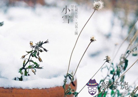 生肖蛇小雪養生開運指南 第1张