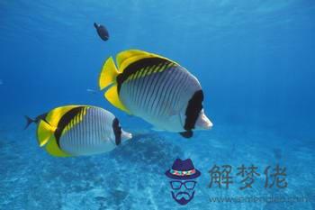 周公解夢魚怎麽解 第1张