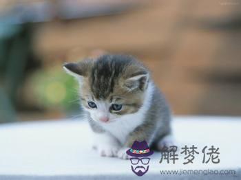 解析夢見貓是什麽意思 第1张