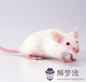 夢見被老鼠咬手是什麽意思 第1张