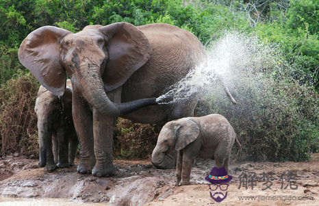 夢見大象意味著什麽 第1张 夢見大象意味著什麽 第1张