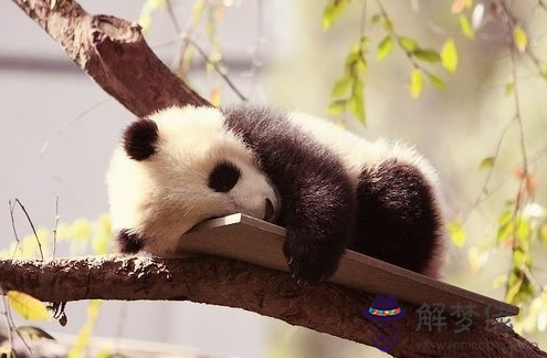 夢見熊貓意味著什麽 第1张