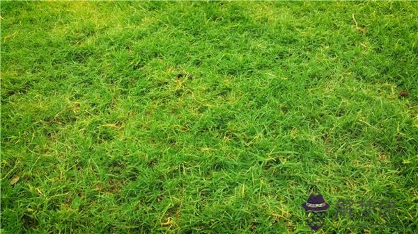 夢見死耗子是什麽意思 第1张