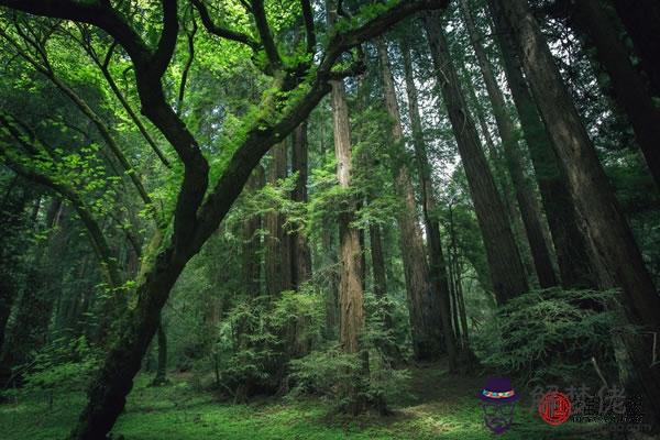 平地木命屬狗的名字取什麽好 第1张