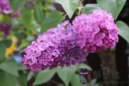 大林木和天河水配嗎 大林木和天河水婚姻如何？ 第1张