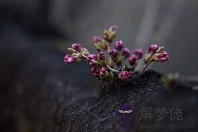 山頭火和平地木配嗎 山頭火和平地木婚姻如何? 第1张 山頭火和平地木配嗎 山頭火和平地木婚姻如何? 第1张