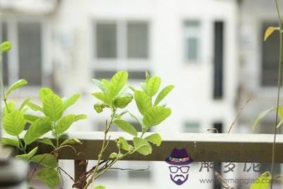 泉中水和覆燈火配嗎 泉中水和覆燈火婚姻如何？ 第1张