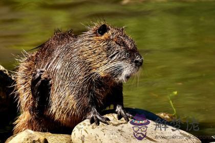 澗下水適合什麽顏色 什麽顏色旺澗下水命 第1张