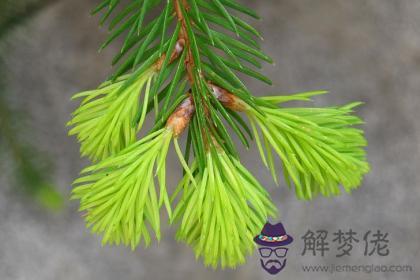 辛丑日與壬子日配嗎 辛丑日柱與壬子日柱是否適合 第1张