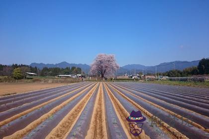 丙申日生于巳月解析 丙申日生于巳月命運好嗎 第1张