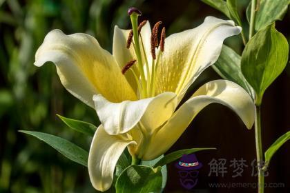 甲寅日與辛亥日配嗎 甲寅日柱與辛亥日柱是否適合 第1张