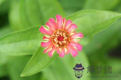 己卯日與庚申日配嗎 己卯日柱與庚申日柱是否適合 第1张