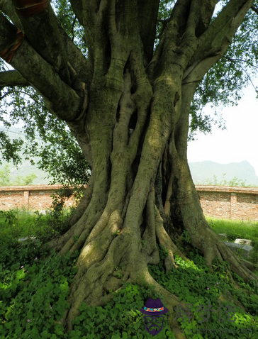 五行木代表什麽 第1张