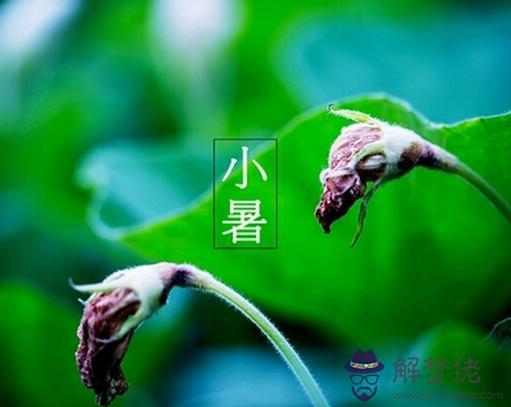 丁火生于亥月 第1张