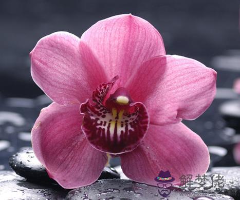 八字如何看桃花 第1张