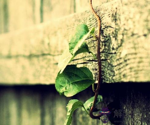 申時出生的女孩命運解析 第1张 申時出生的女孩命運解析 第1张