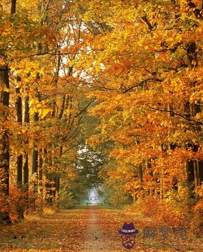 寅時五行屬性寅時出生五行缺什麽 第1张