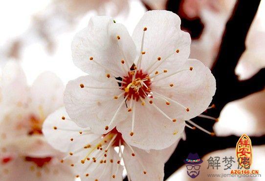 測八字算命你是哪種桃花 第1张