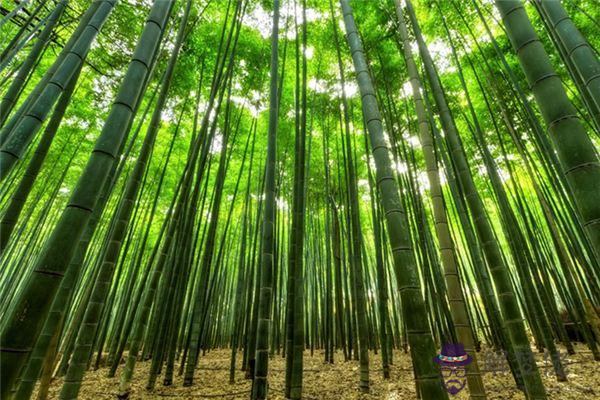 發夢夢到竹竿是什麼意思