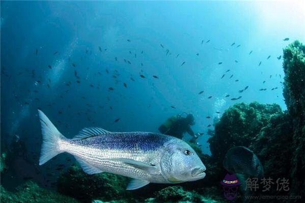 發夢夢到大魚是什麼意思