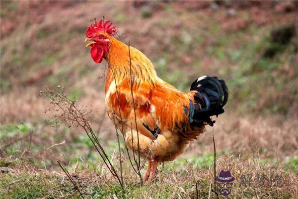 發夢夢到打鳴是什麼意思